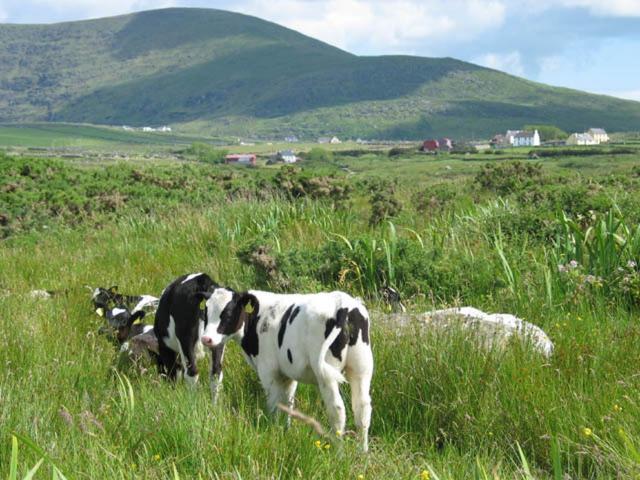 Coill An Rois B&B Ballydavid Экстерьер фото